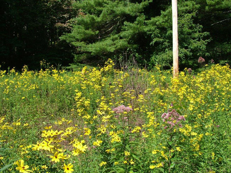 Flowers in Right-of-Way